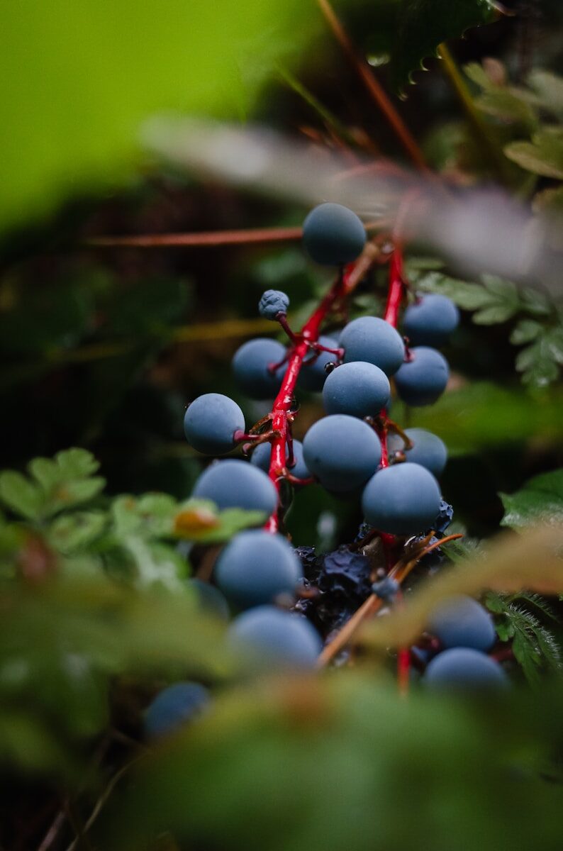 a bunch of blue berries hanging from a tree